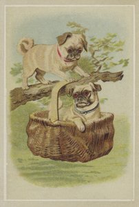 Perros pug